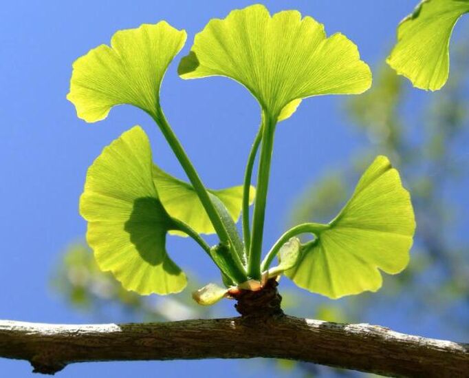 Ginkgo biloba for penis enlargement