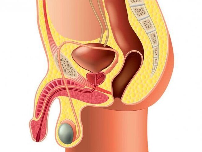 structure of reproductive organs